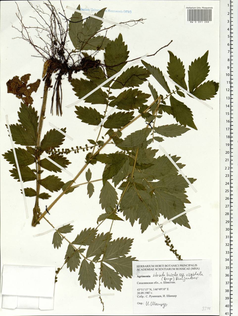 Agrimonia pilosa Ledeb., Siberia, Russian Far East (S6) (Russia)