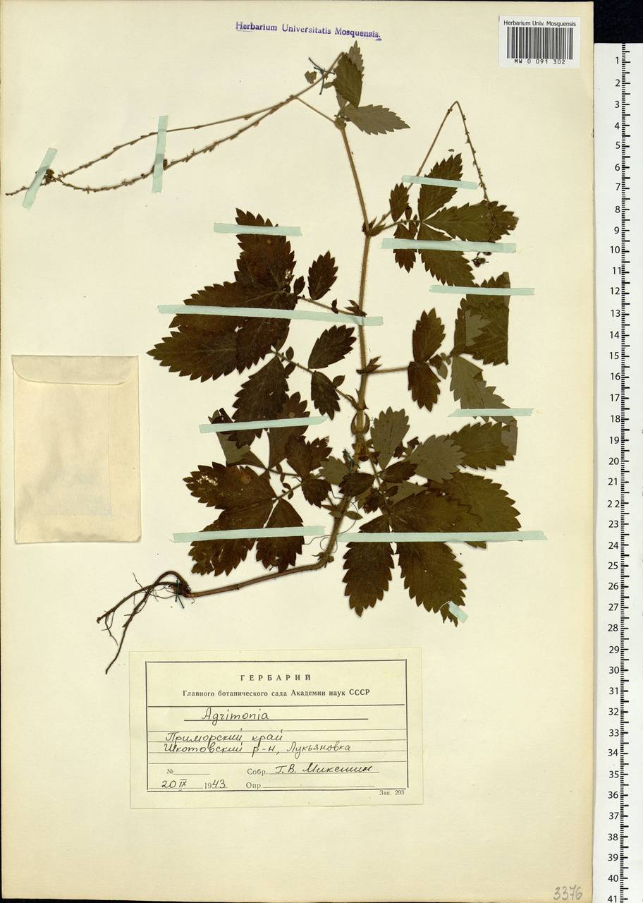 Agrimonia, Siberia, Russian Far East (S6) (Russia)