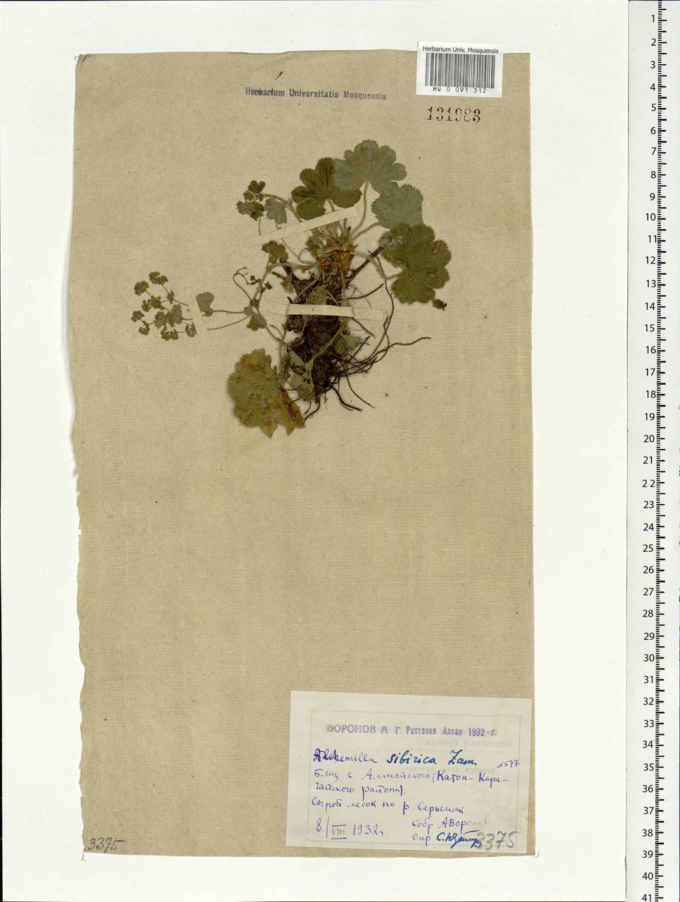 Alchemilla sibirica Zämelis, Siberia, Western (Kazakhstan) Altai Mountains (S2a) (Kazakhstan)