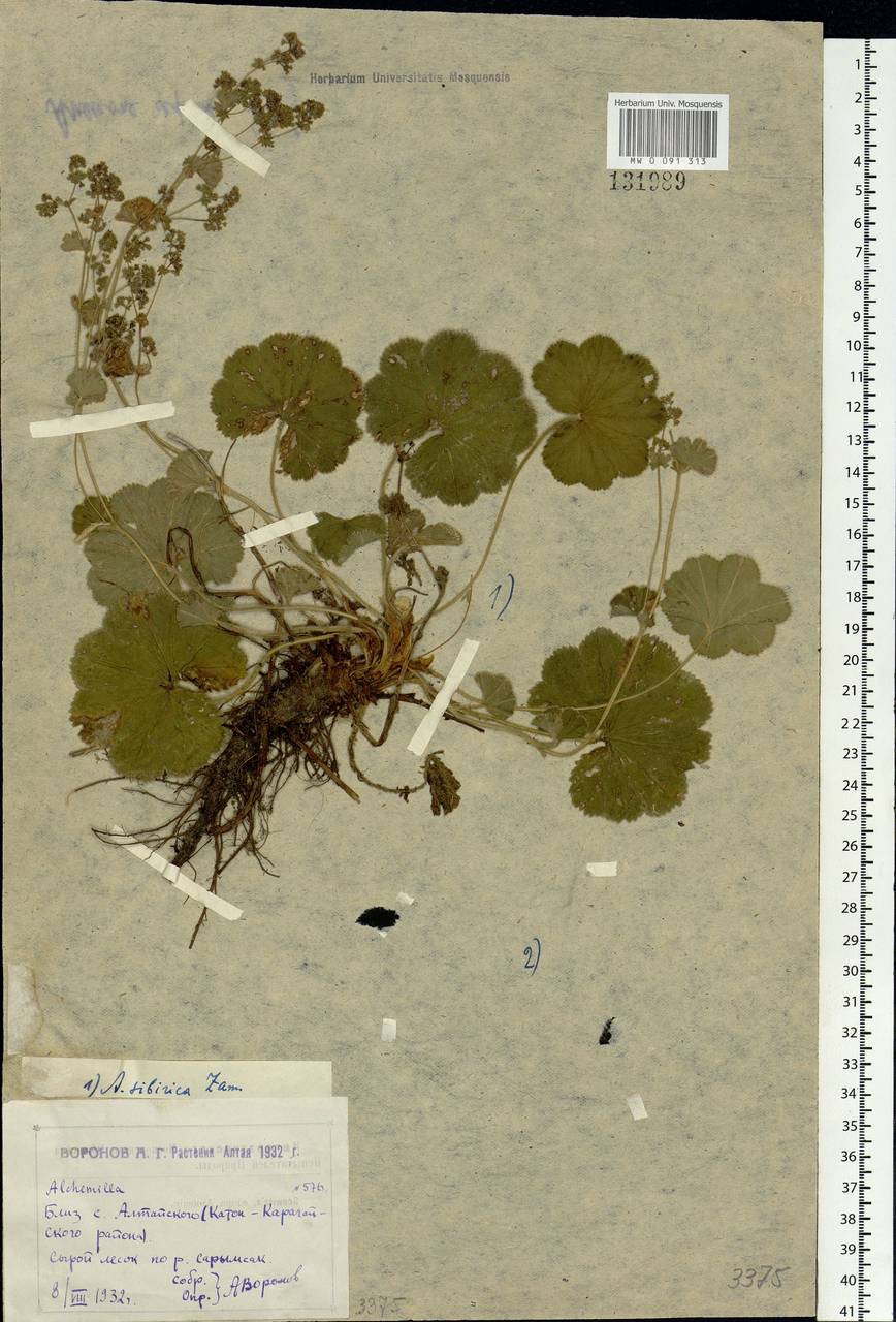 Alchemilla sibirica Zämelis, Siberia, Western (Kazakhstan) Altai Mountains (S2a) (Kazakhstan)