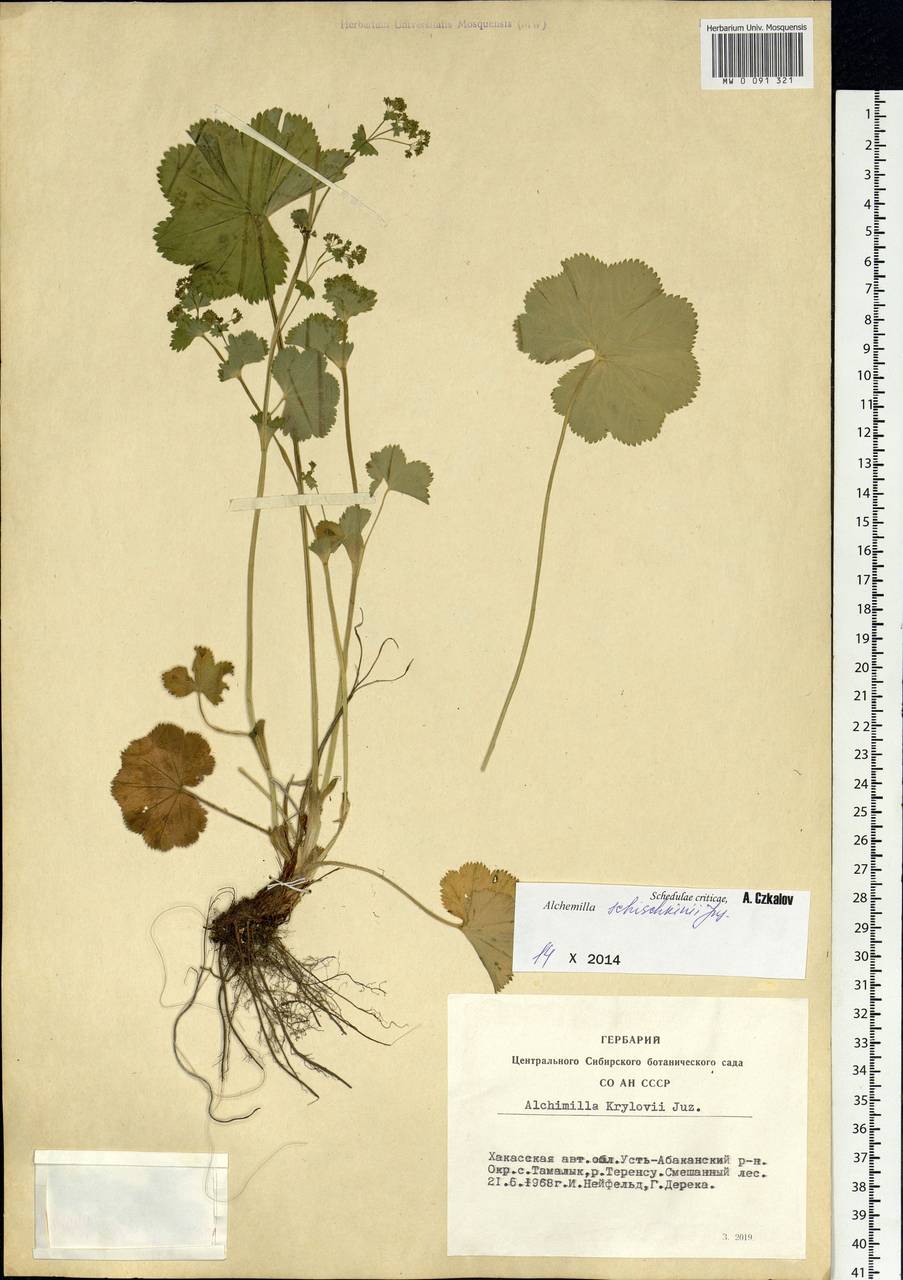 Alchemilla schischkinii Juz., Siberia, Altai & Sayany Mountains (S2) (Russia)