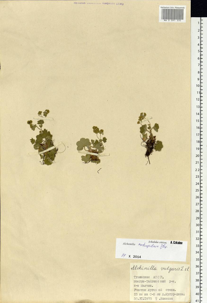 Alchemilla retropilosa Juz., Siberia, Altai & Sayany Mountains (S2) (Russia)