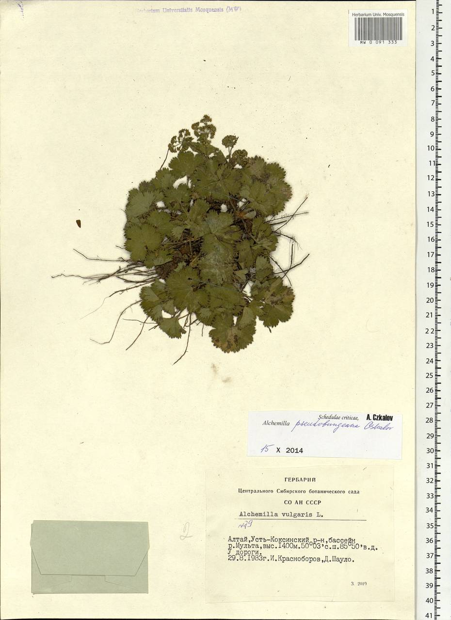 Alchemilla pseudobungeana Czkalov, Siberia, Altai & Sayany Mountains (S2) (Russia)