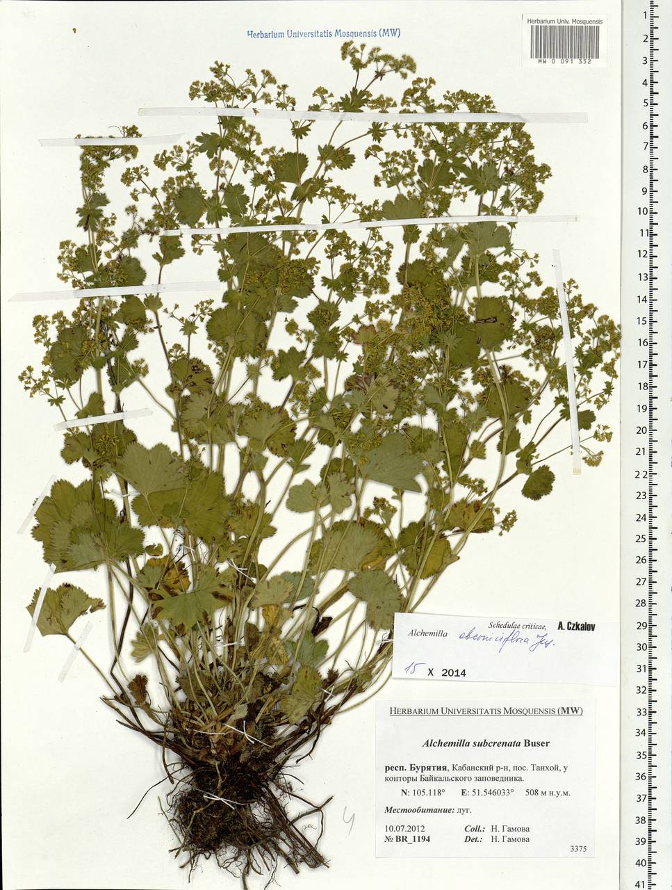 Alchemilla obconiciflora Juz., Siberia, Baikal & Transbaikal region (S4) (Russia)