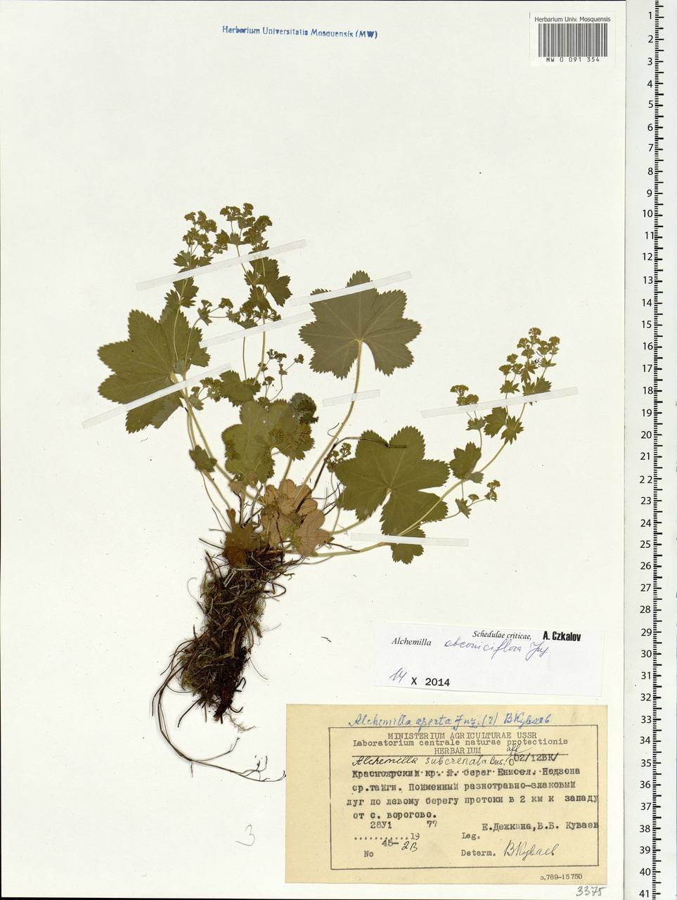 Alchemilla obconiciflora Juz., Siberia, Central Siberia (S3) (Russia)