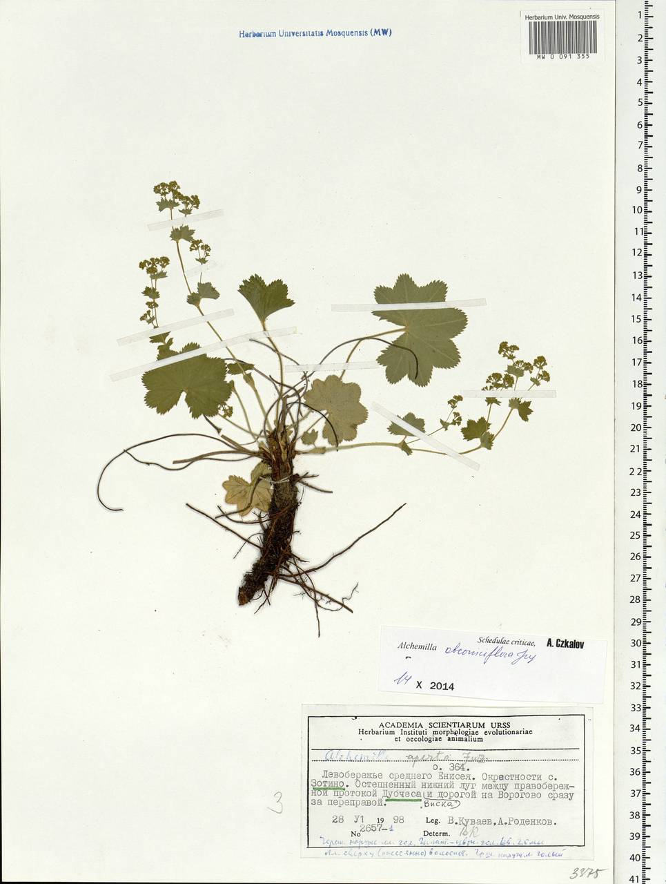 Alchemilla obconiciflora Juz., Siberia, Central Siberia (S3) (Russia)