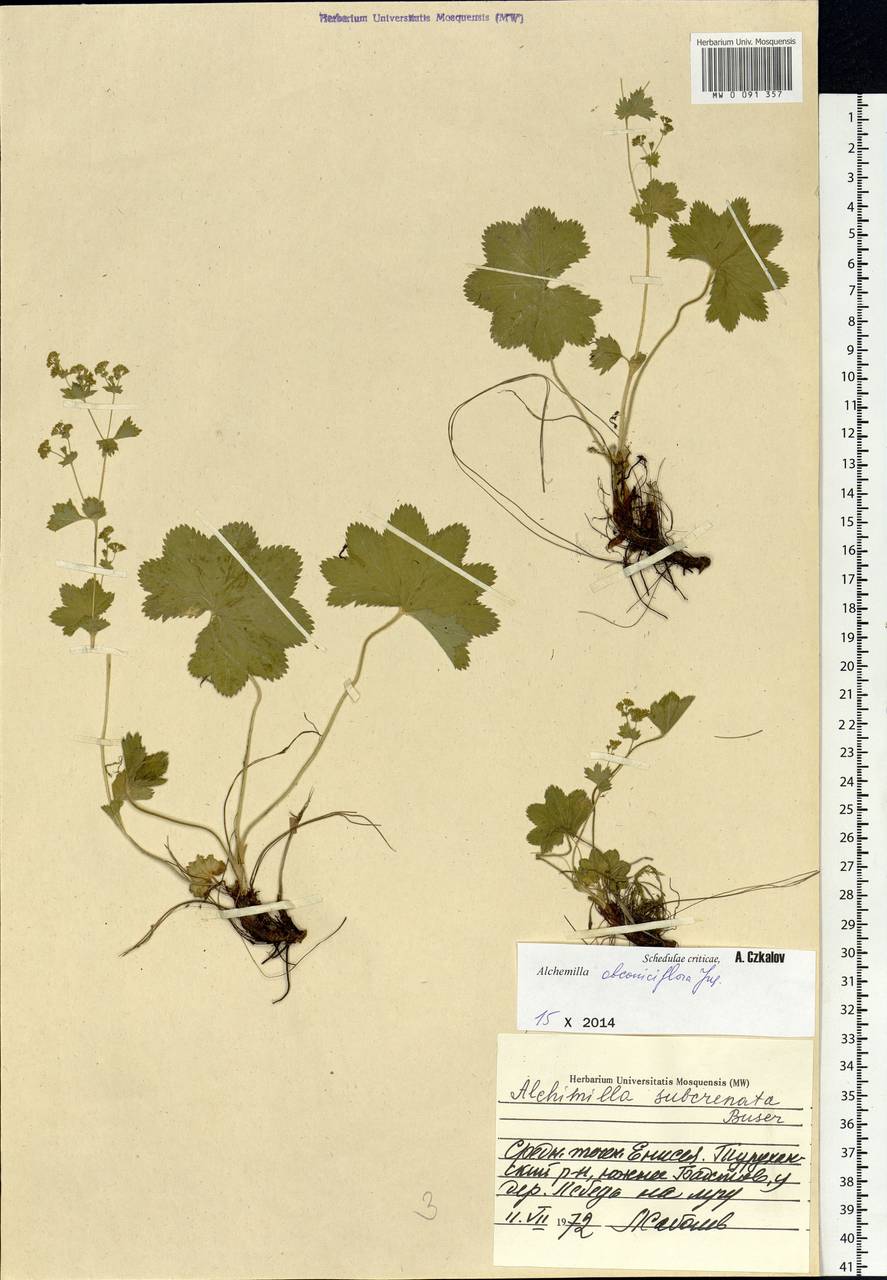 Alchemilla obconiciflora Juz., Siberia, Central Siberia (S3) (Russia)