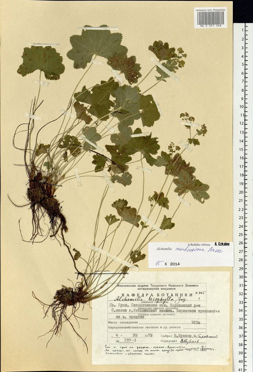 Alchemilla murbeckiana Buser, Eastern Europe, Eastern region (E10) (Russia)