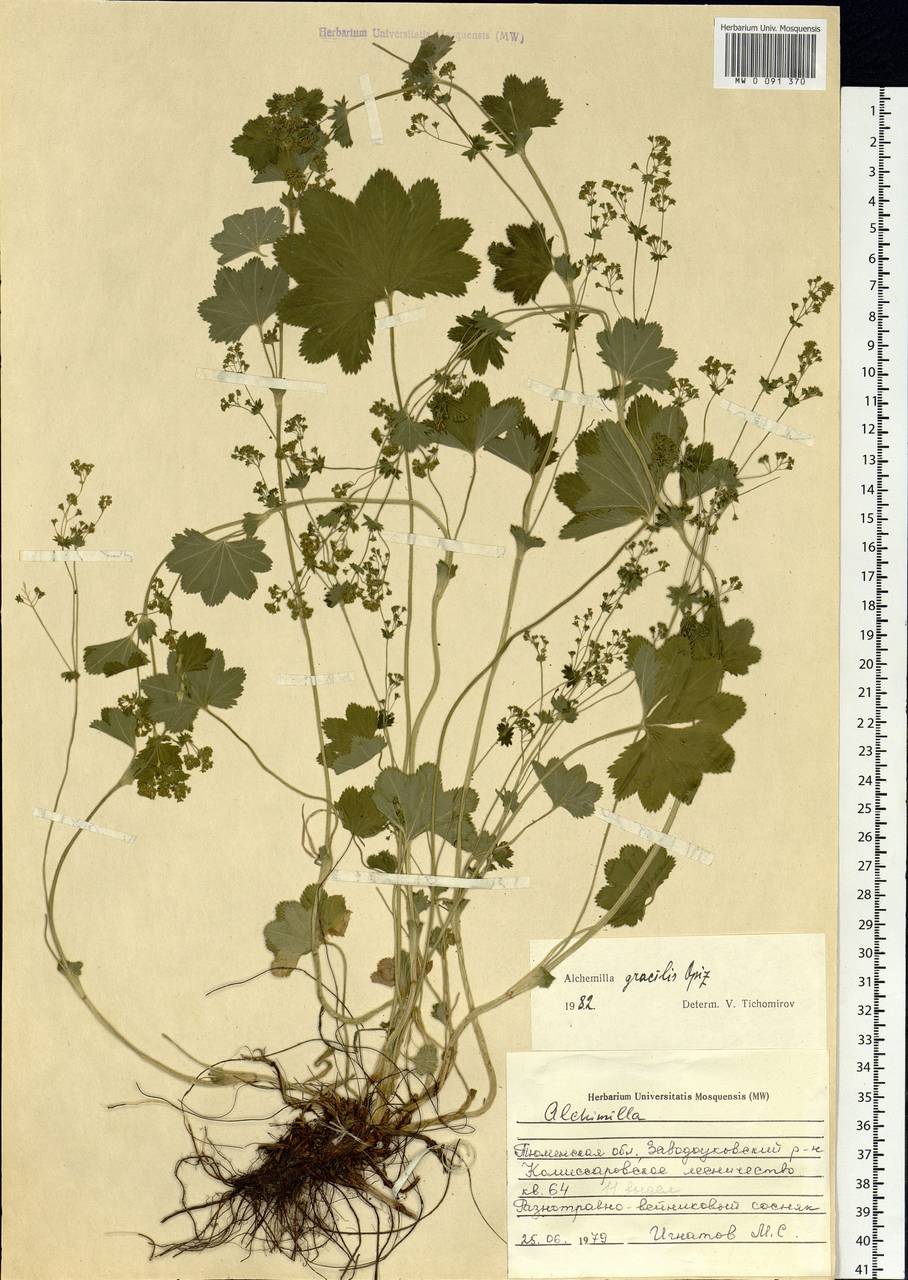 Alchemilla micans Buser, Siberia, Western Siberia (S1) (Russia)