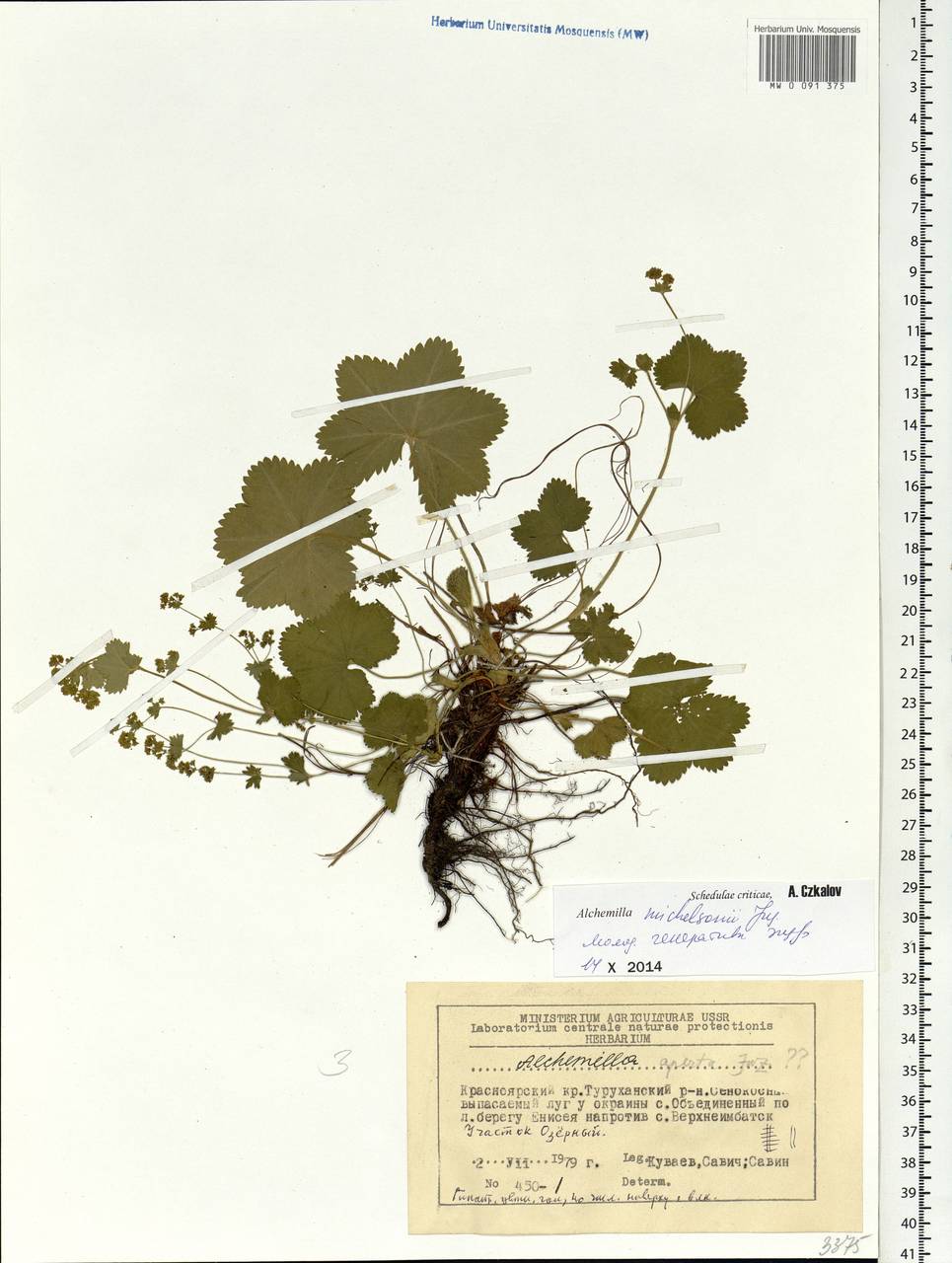 Alchemilla michelsonii Juz., Siberia, Central Siberia (S3) (Russia)