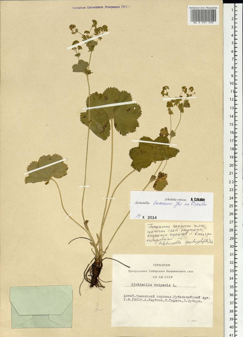 Alchemilla laxescens Czkalov, Siberia, Altai & Sayany Mountains (S2) (Russia)