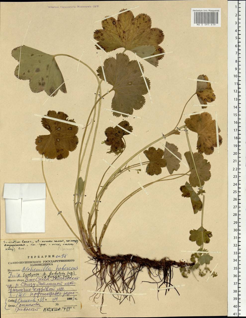 Alchemilla hebescens Juz., Siberia, Altai & Sayany Mountains (S2) (Russia)