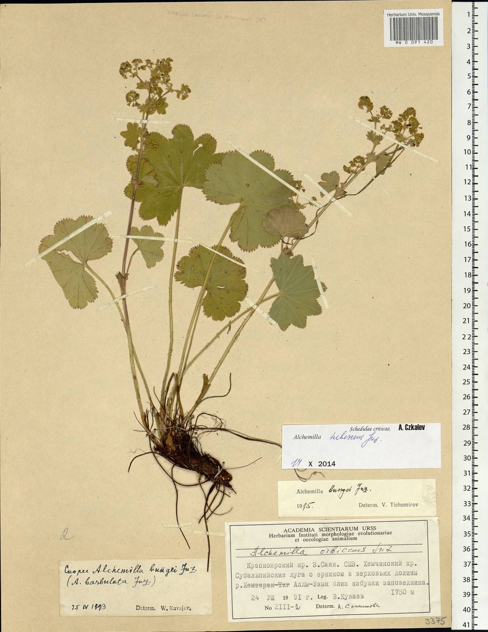 Alchemilla hebescens Juz., Siberia, Altai & Sayany Mountains (S2) (Russia)