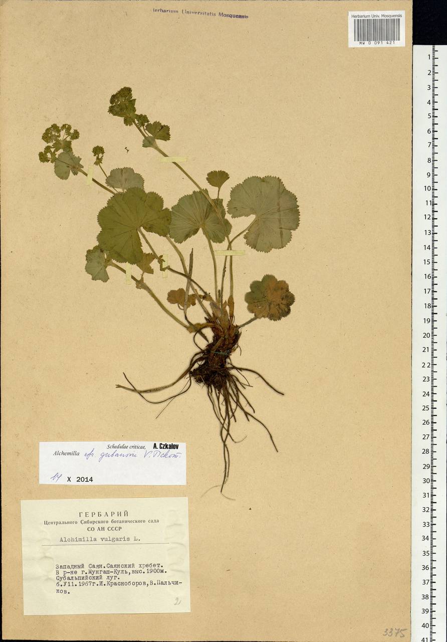 Alchemilla gubanovii V. N. Tikhom., Siberia, Altai & Sayany Mountains (S2) (Russia)