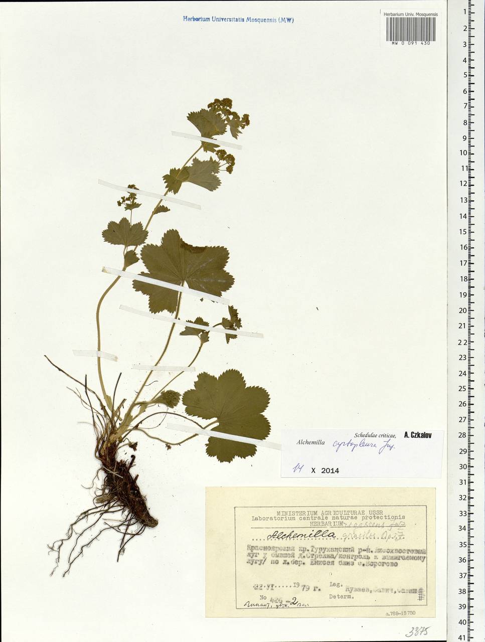 Alchemilla cyrtopleura Juz., Siberia, Central Siberia (S3) (Russia)