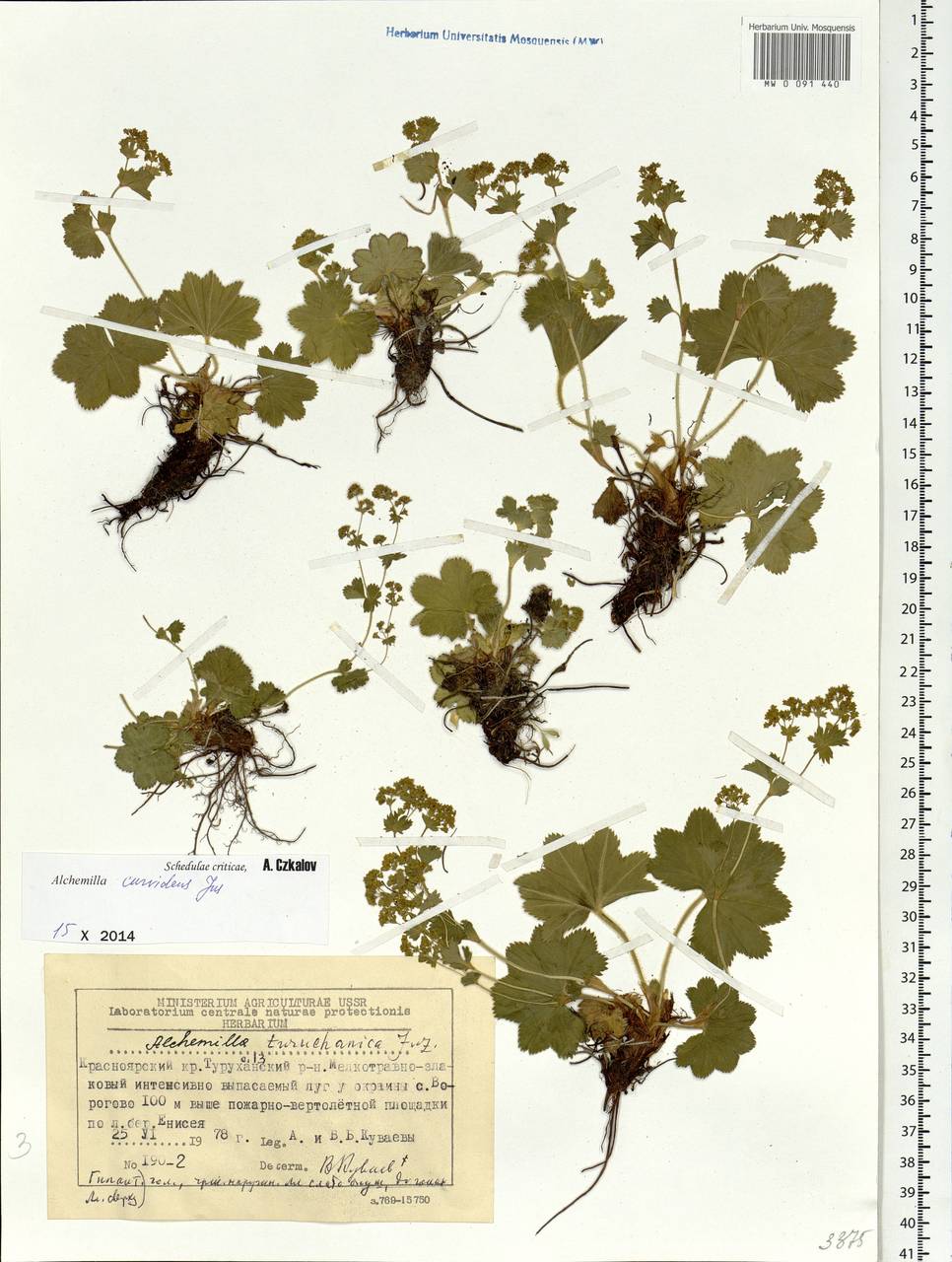 Alchemilla curvidens Juz., Siberia, Central Siberia (S3) (Russia)