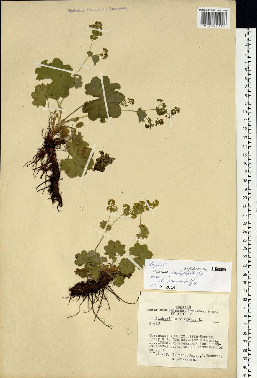 Alchemilla commixta Juz., Siberia, Altai & Sayany Mountains (S2) (Russia)