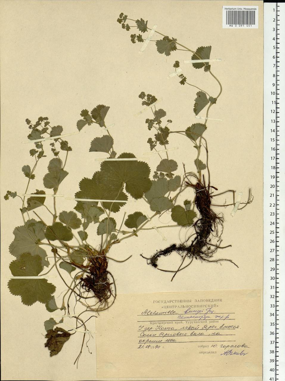 Alchemilla bungei Juz., Siberia, Central Siberia (S3) (Russia)