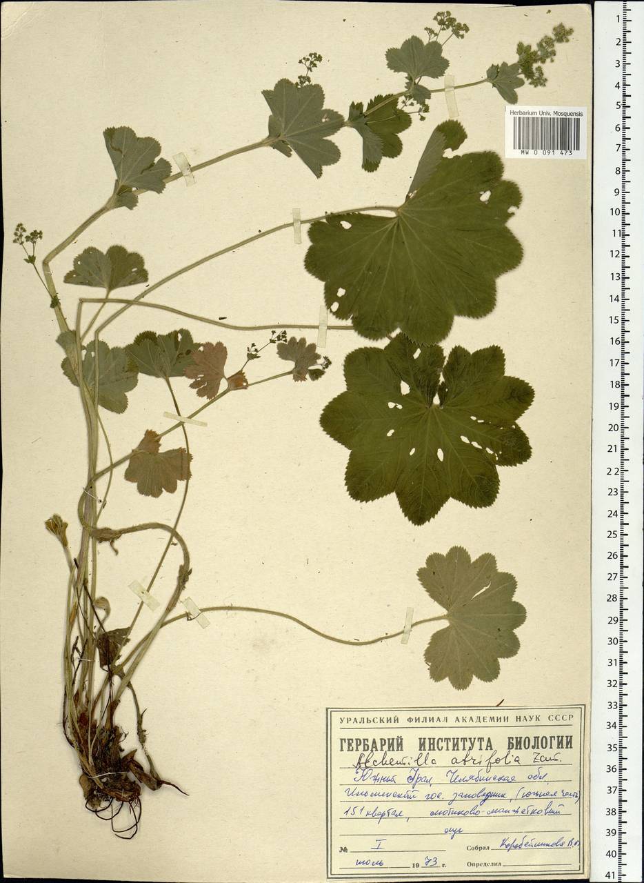 Alchemilla lindbergiana Juz., Eastern Europe, Eastern region (E10) (Russia)