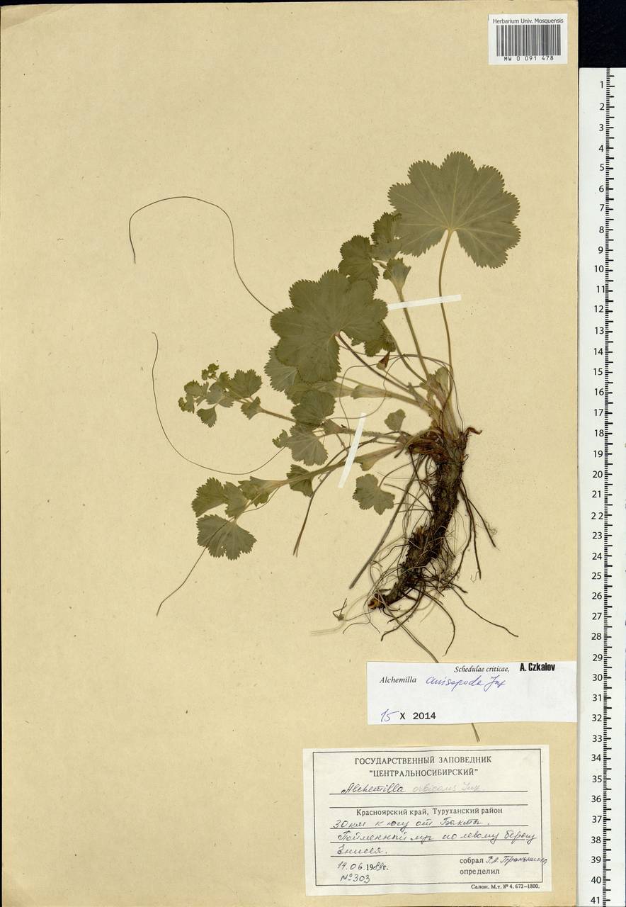 Alchemilla anisopoda Juz., Siberia, Central Siberia (S3) (Russia)