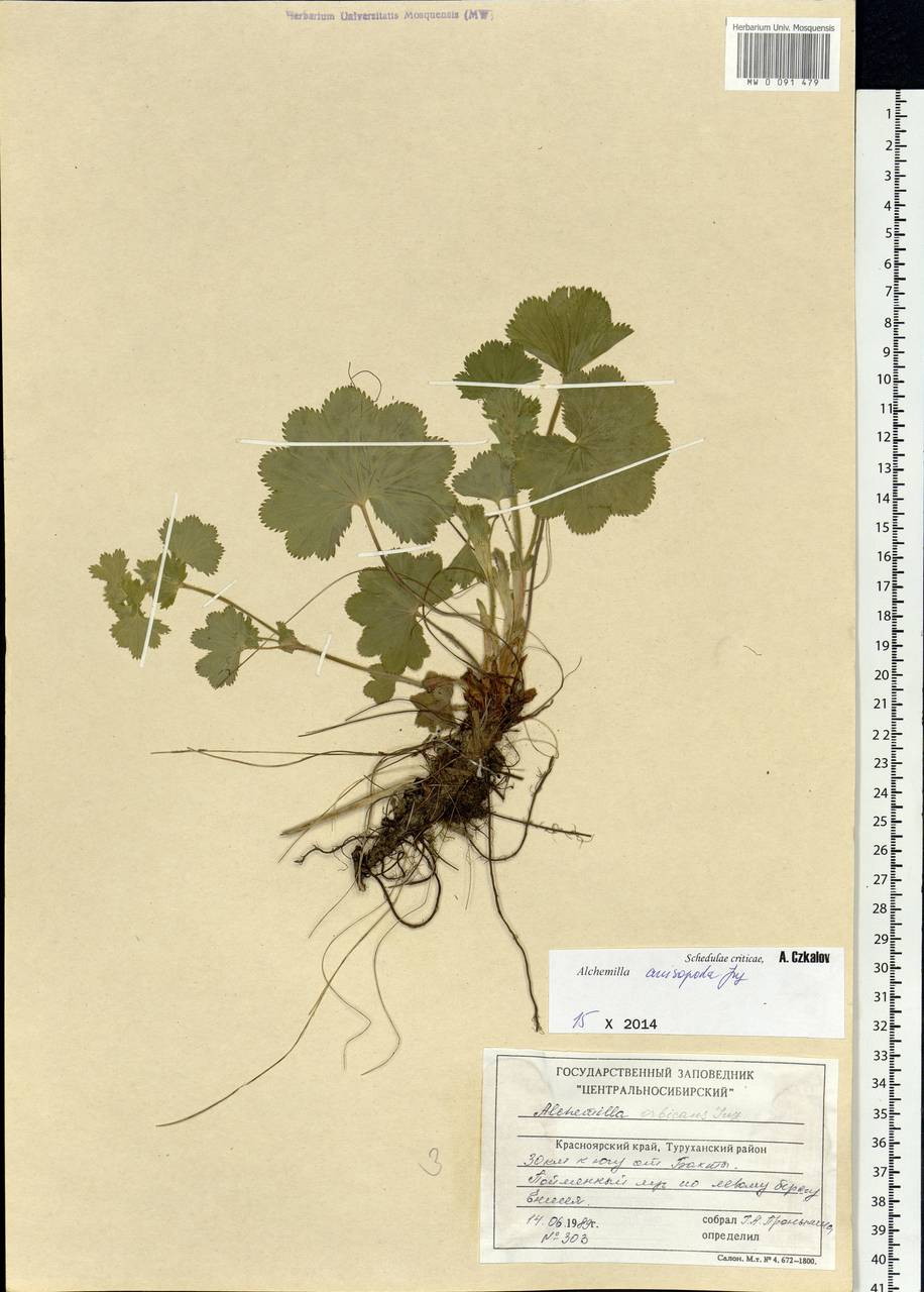 Alchemilla anisopoda Juz., Siberia, Central Siberia (S3) (Russia)