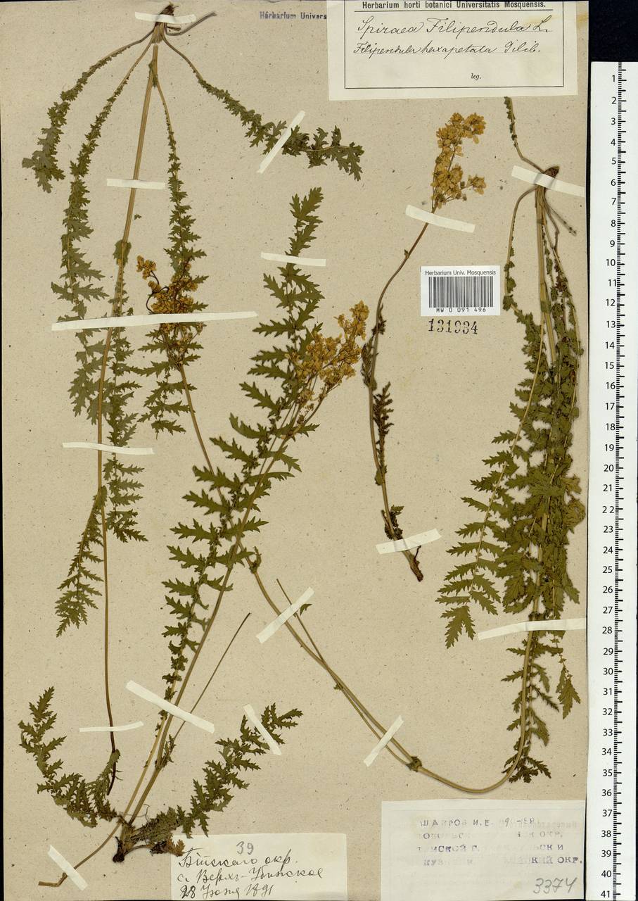 Filipendula vulgaris Moench, Siberia, Western (Kazakhstan) Altai Mountains (S2a) (Kazakhstan)