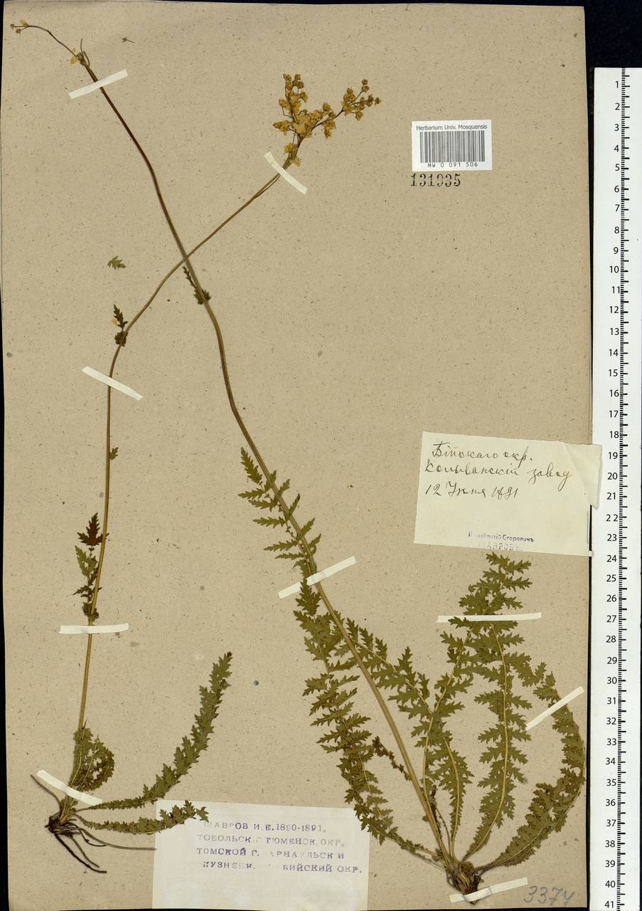 Filipendula vulgaris Moench, Siberia, Altai & Sayany Mountains (S2) (Russia)