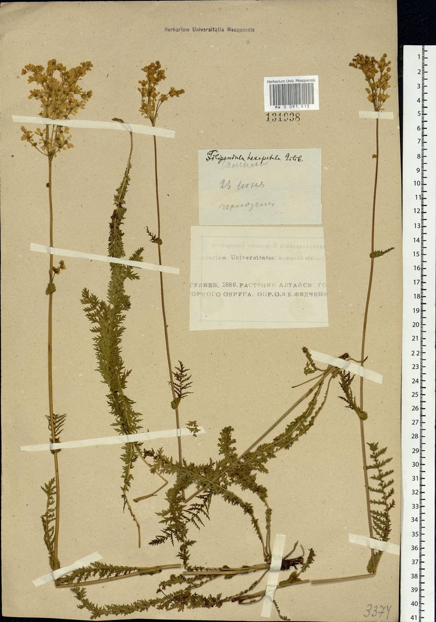 Filipendula vulgaris Moench, Siberia, Altai & Sayany Mountains (S2) (Russia)