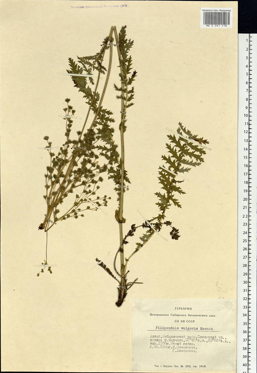 Filipendula vulgaris Moench, Siberia, Altai & Sayany Mountains (S2) (Russia)
