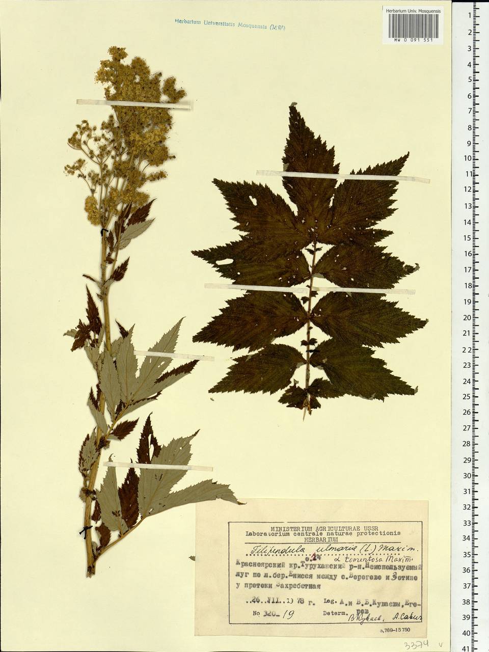Filipendula ulmaria (L.) Maxim., Siberia, Central Siberia (S3) (Russia)