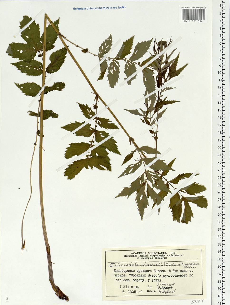 Filipendula ulmaria (L.) Maxim., Siberia, Central Siberia (S3) (Russia)