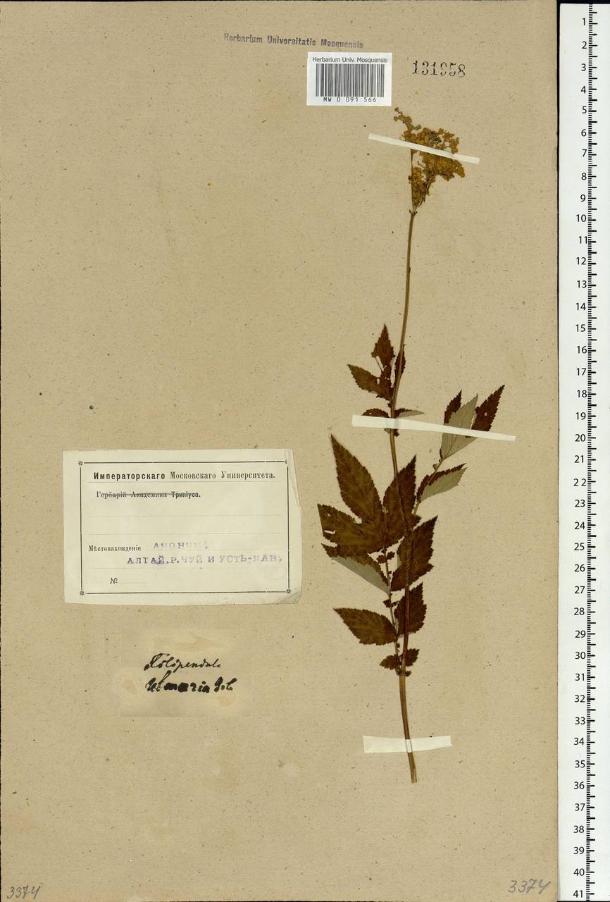 Filipendula ulmaria (L.) Maxim., Siberia, Altai & Sayany Mountains (S2) (Russia)