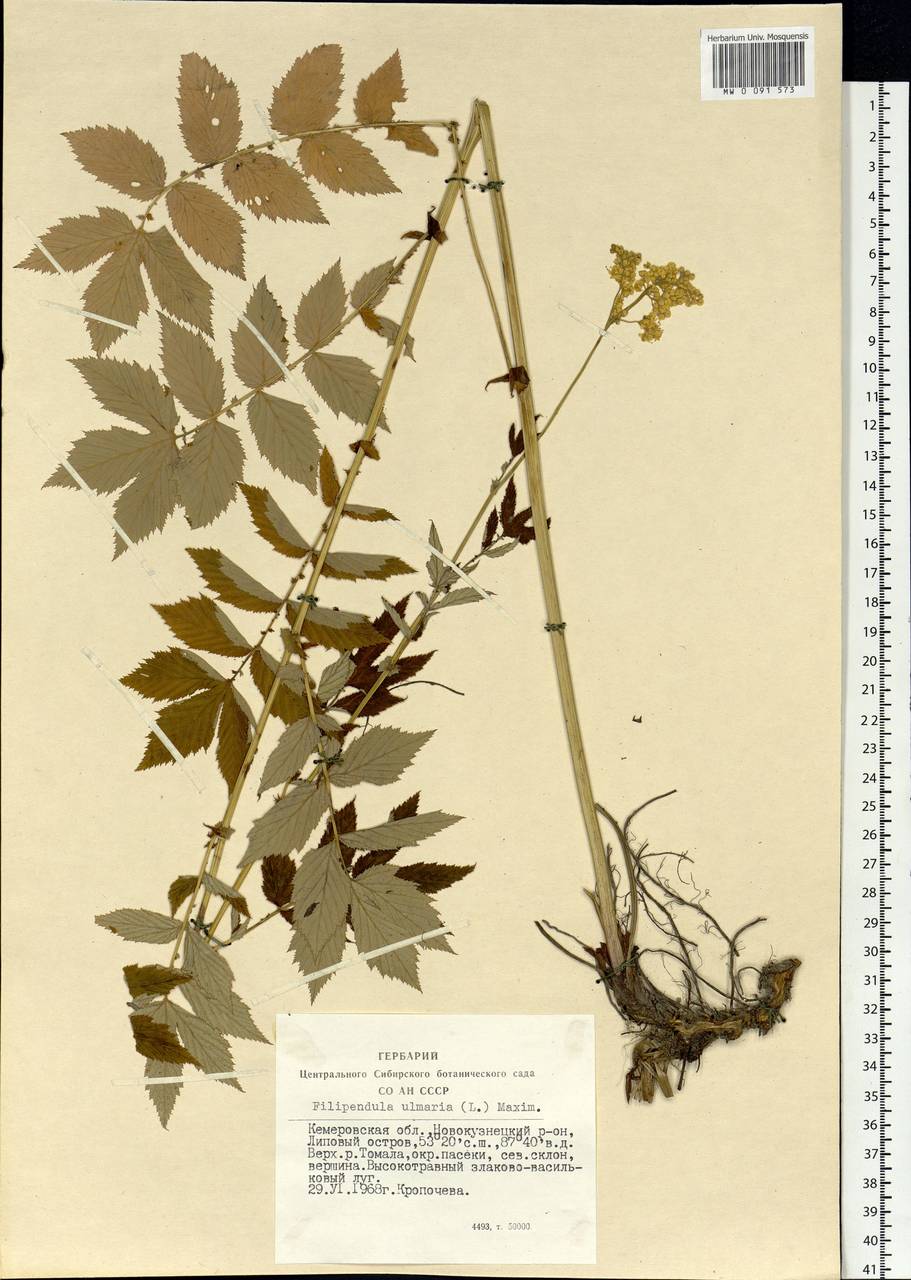 Filipendula ulmaria (L.) Maxim., Siberia, Altai & Sayany Mountains (S2) (Russia)