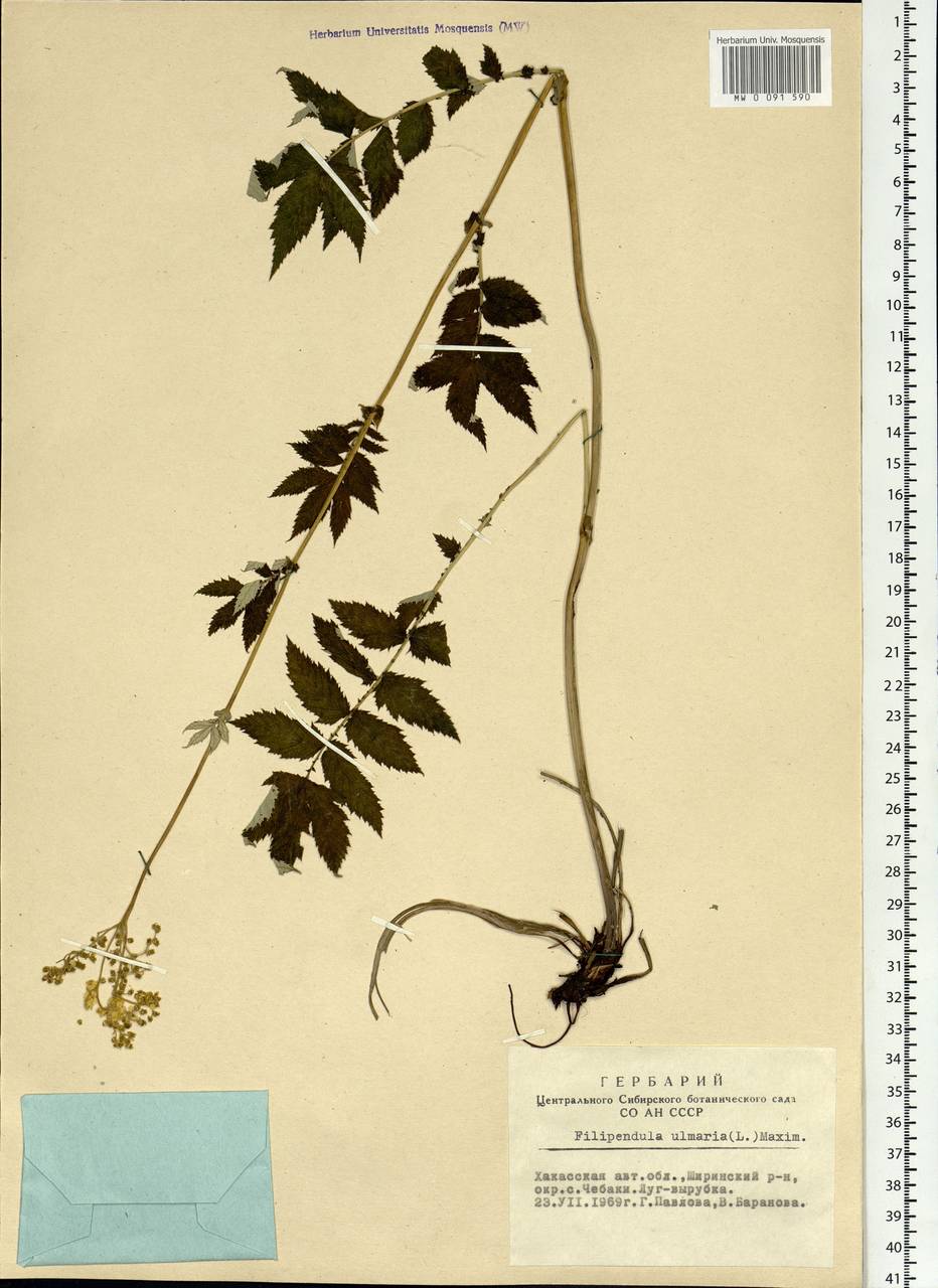 Filipendula ulmaria (L.) Maxim., Siberia, Altai & Sayany Mountains (S2) (Russia)