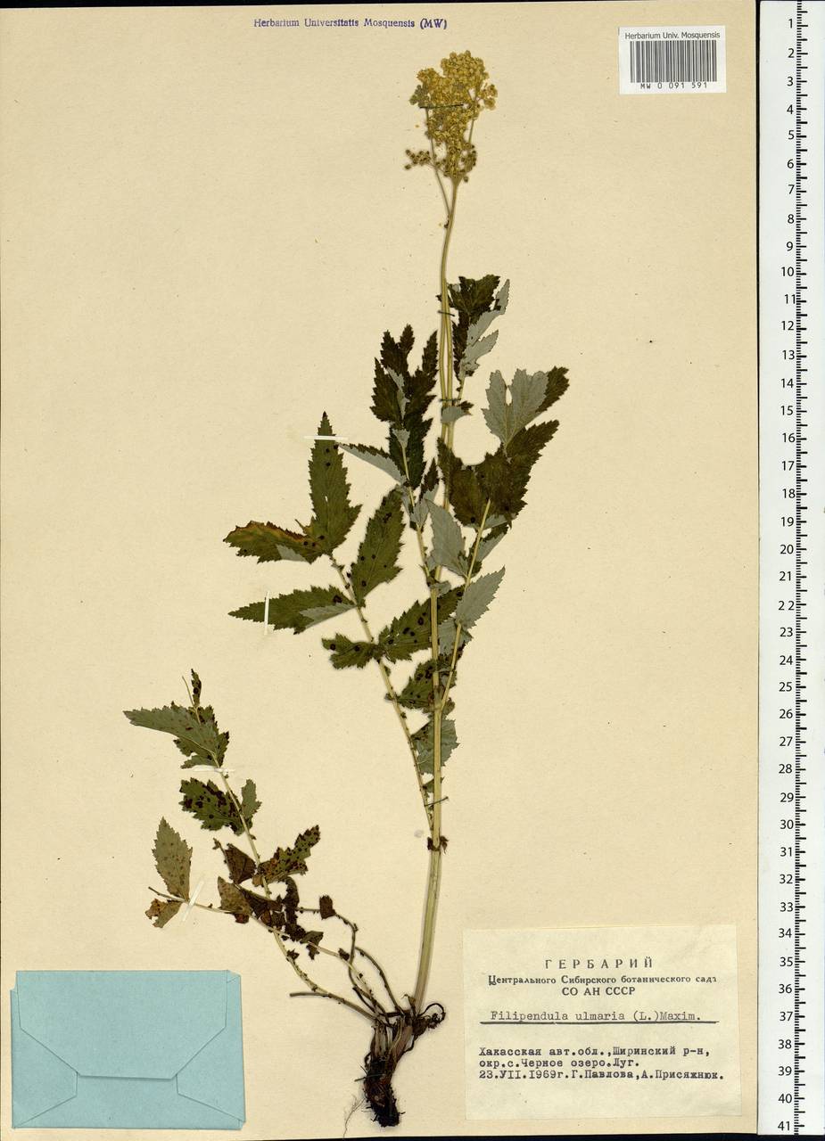 Filipendula ulmaria (L.) Maxim., Siberia, Altai & Sayany Mountains (S2) (Russia)