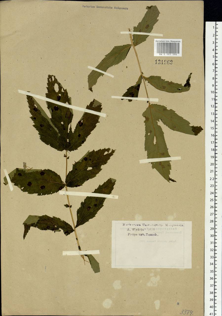 Filipendula ulmaria (L.) Maxim., Siberia, Western Siberia (S1) (Russia)
