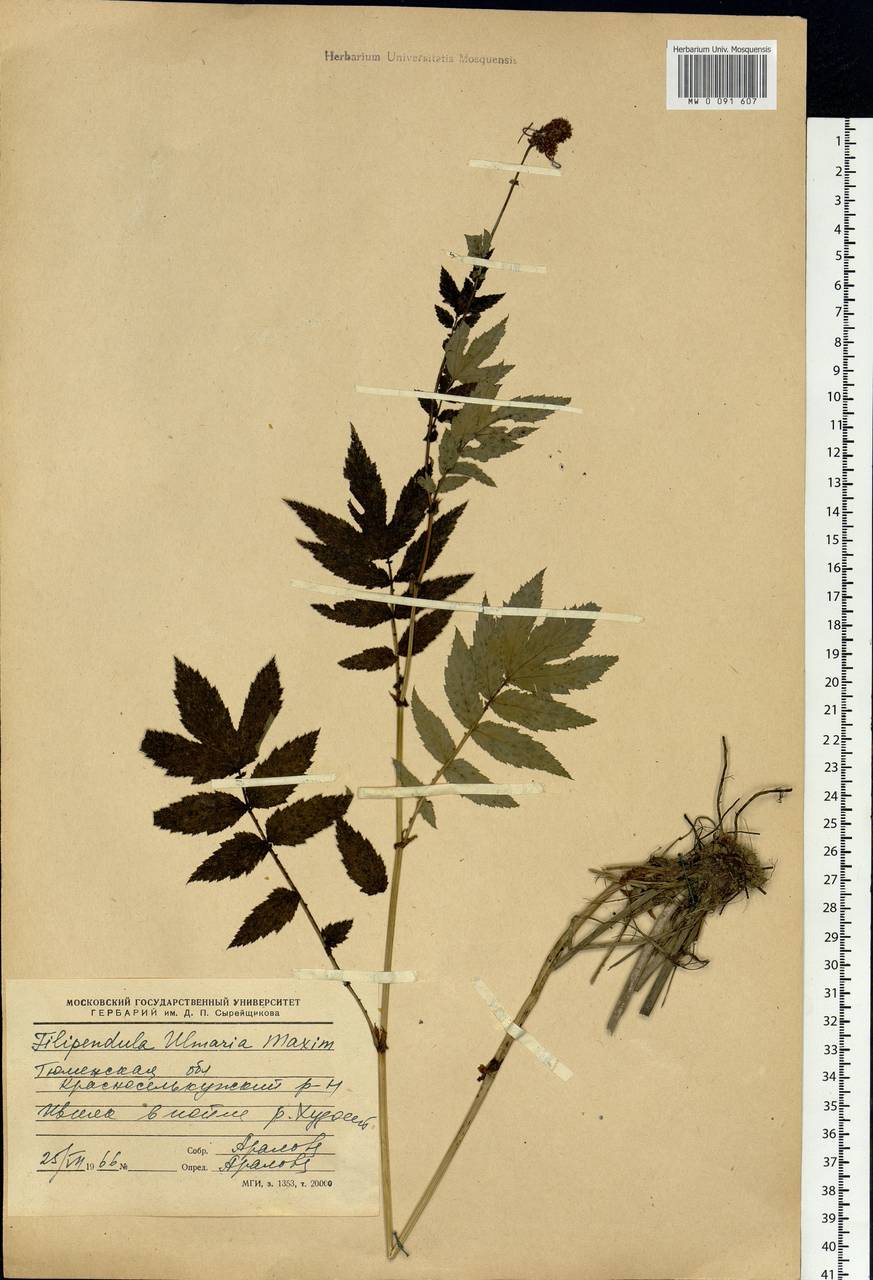 Filipendula ulmaria (L.) Maxim., Siberia, Western Siberia (S1) (Russia)