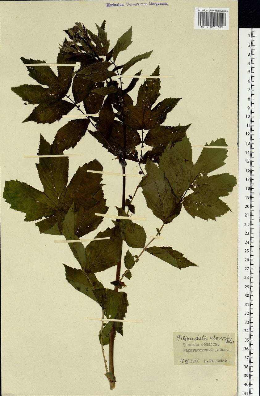 Filipendula ulmaria (L.) Maxim., Siberia, Western Siberia (S1) (Russia)