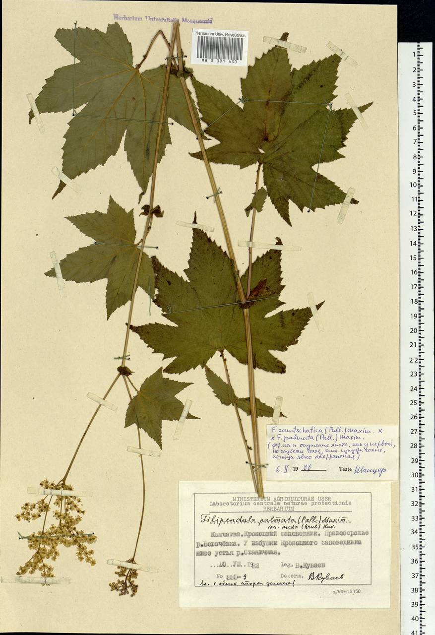 Filipendula digitata (Willd.) Bergmans, Siberia, Chukotka & Kamchatka (S7) (Russia)