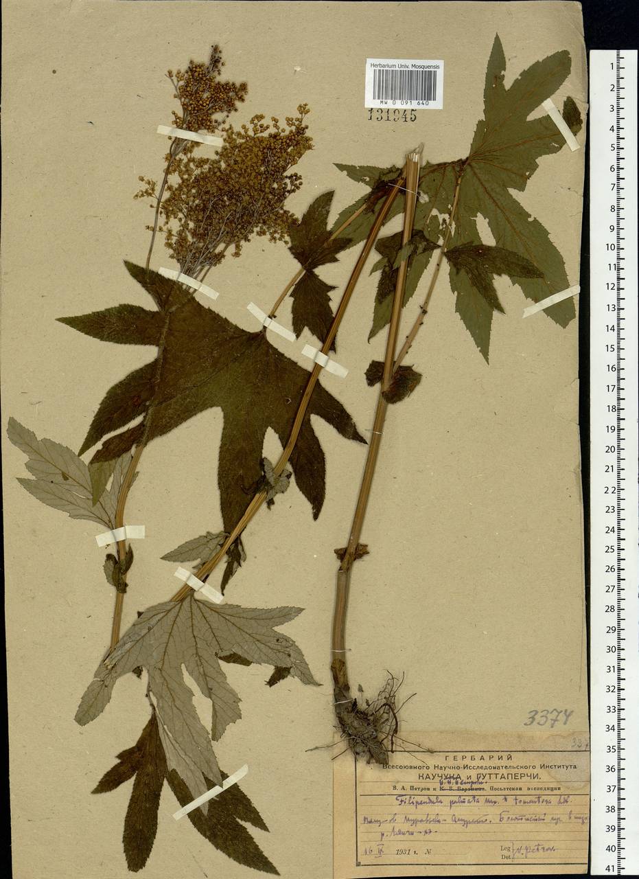Filipendula digitata (Willd.) Bergmans, Siberia, Russian Far East (S6) (Russia)