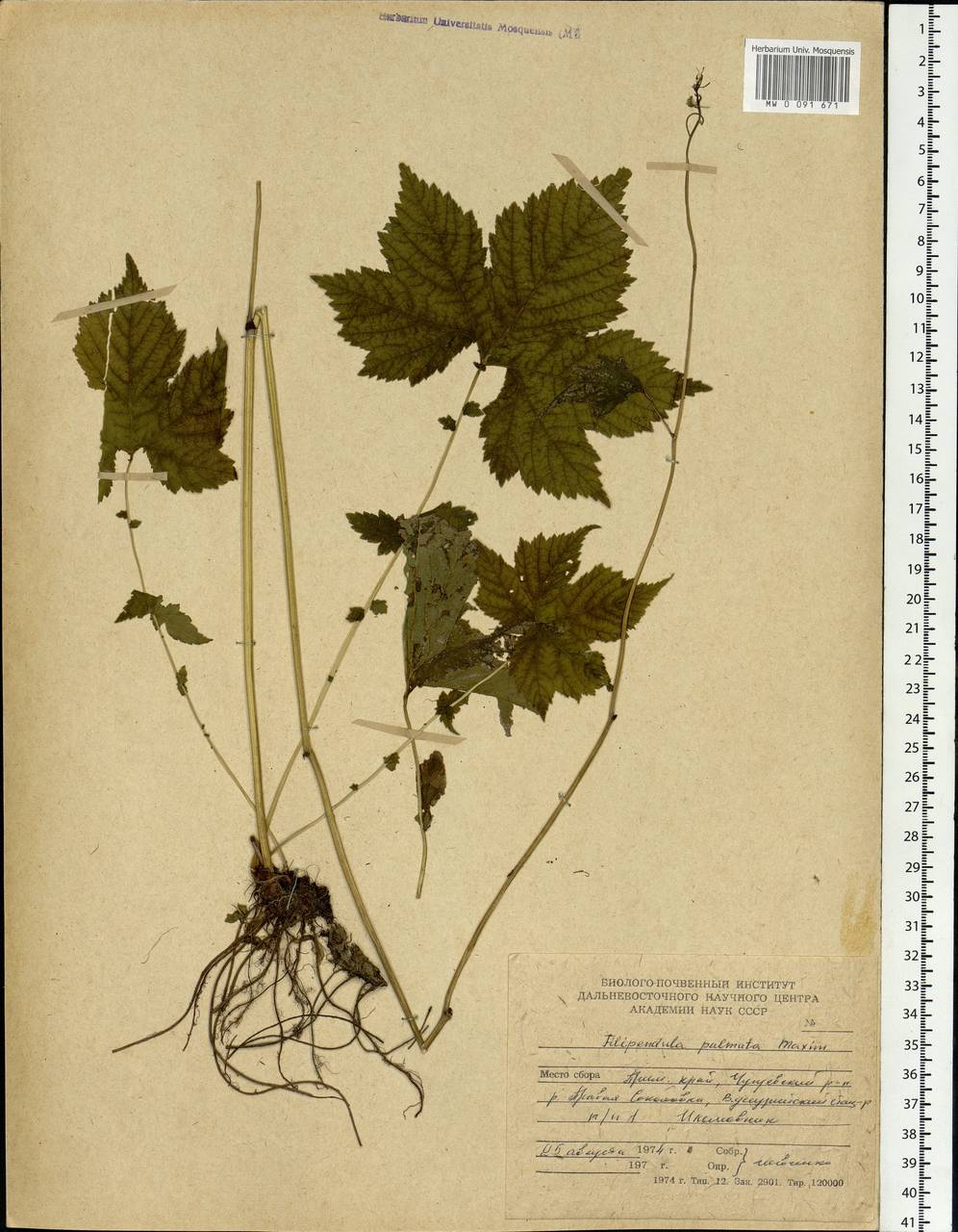 Filipendula digitata (Willd.) Bergmans, Siberia, Russian Far East (S6) (Russia)