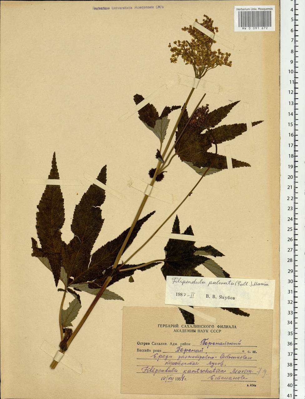 Filipendula digitata (Willd.) Bergmans, Siberia, Russian Far East (S6) (Russia)