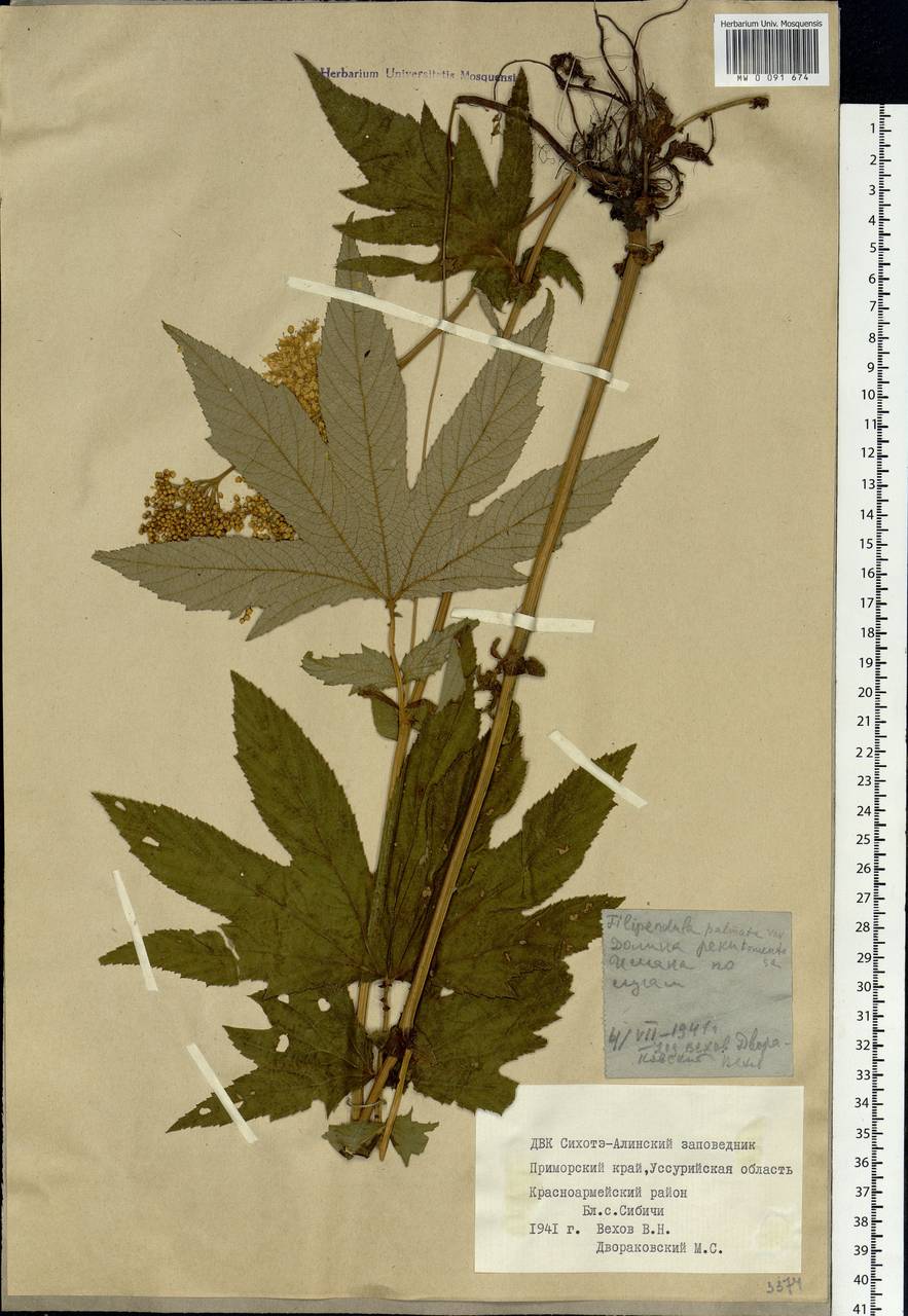 Filipendula digitata (Willd.) Bergmans, Siberia, Russian Far East (S6) (Russia)