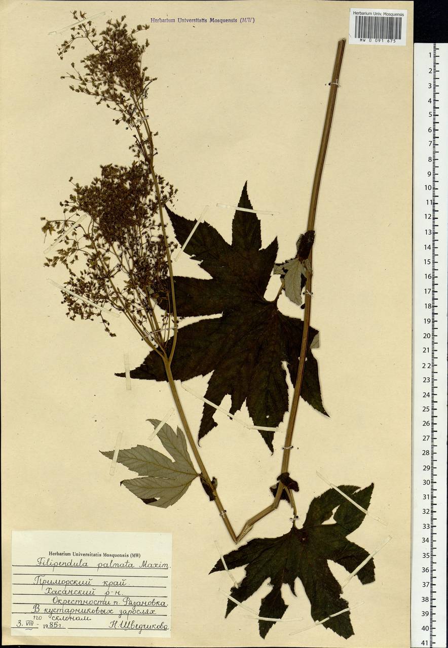 Filipendula digitata (Willd.) Bergmans, Siberia, Russian Far East (S6) (Russia)