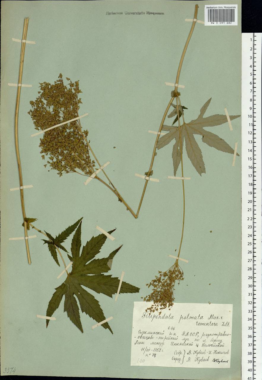Filipendula digitata (Willd.) Bergmans, Siberia, Yakutia (S5) (Russia)