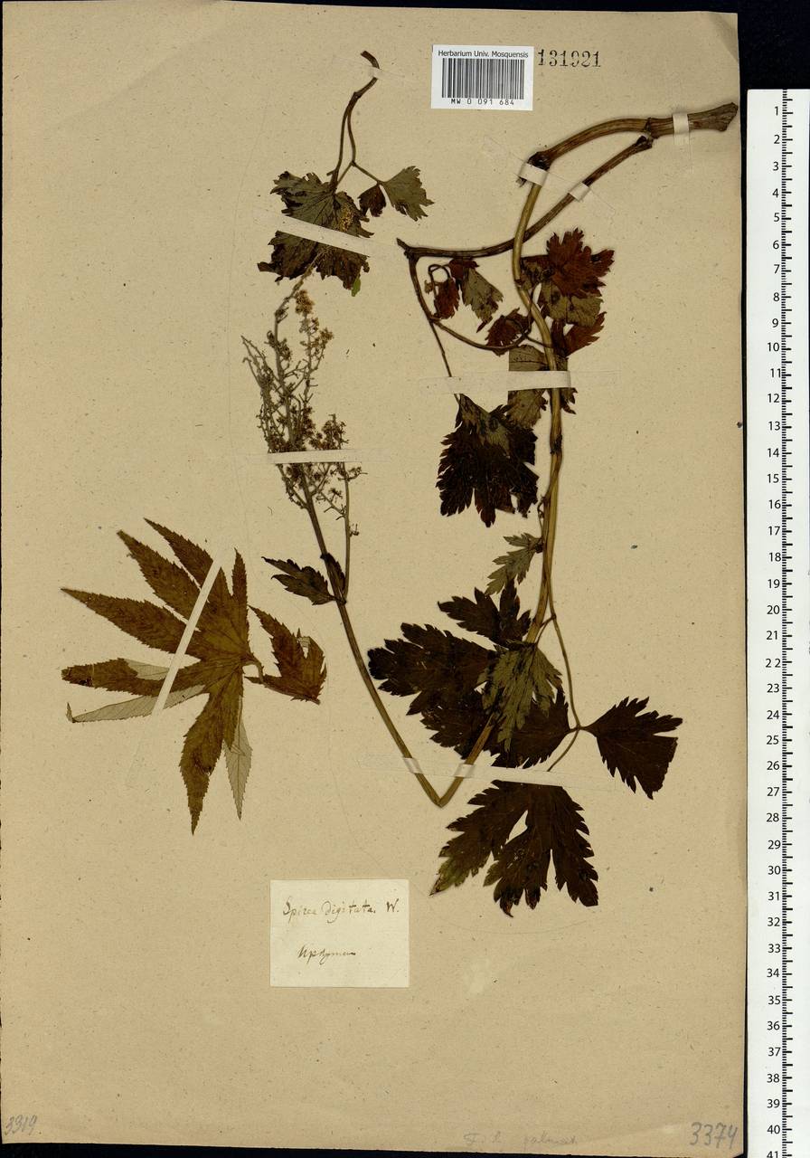Filipendula digitata (Willd.) Bergmans, Siberia, Baikal & Transbaikal region (S4) (Russia)