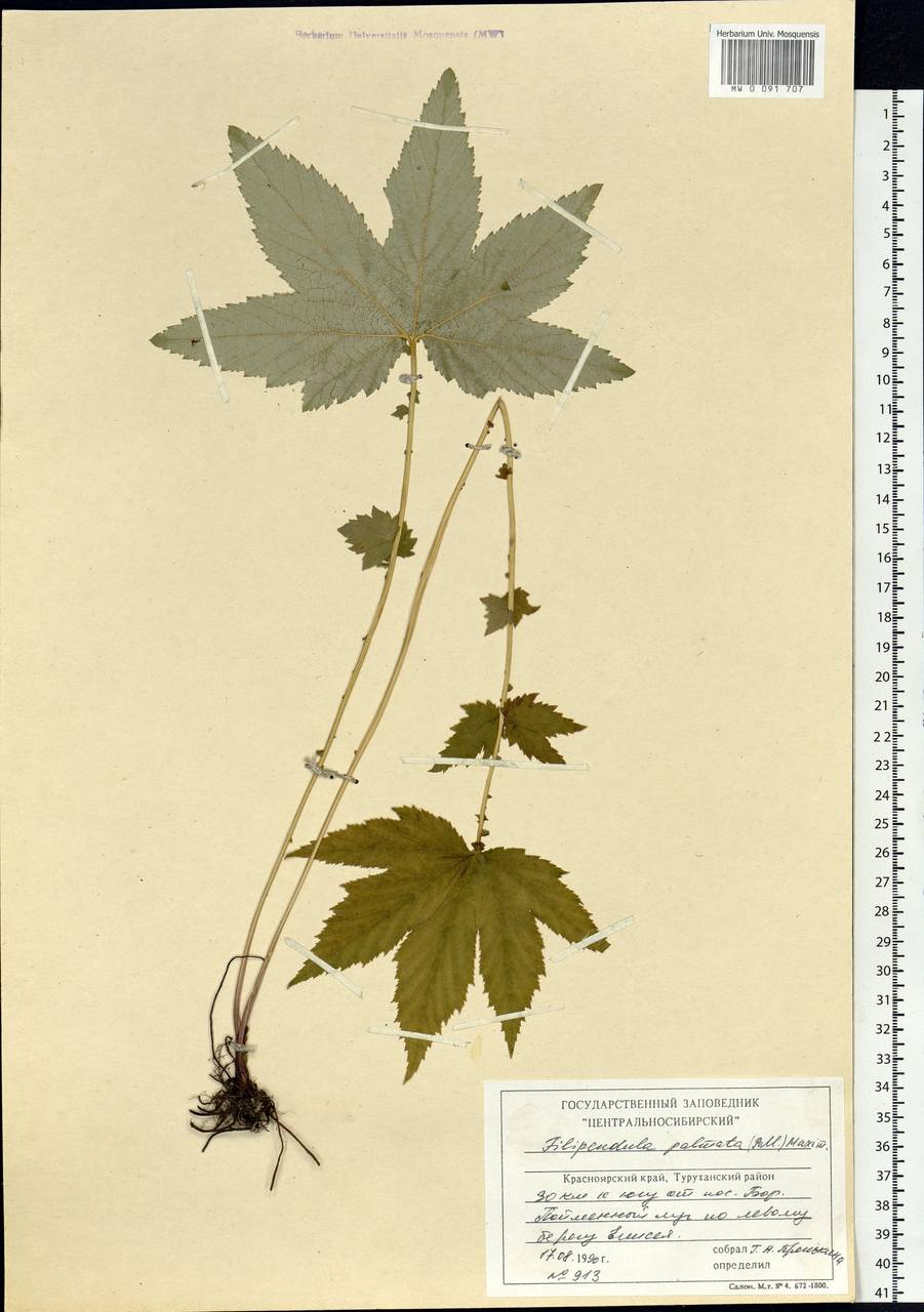 Filipendula digitata (Willd.) Bergmans, Siberia, Central Siberia (S3) (Russia)