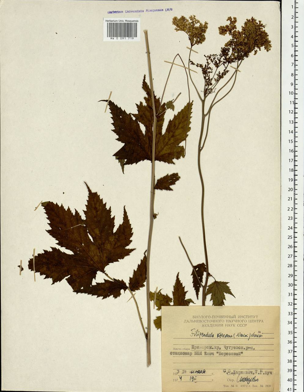 Filipendula glaberrima (Nakai) Nakai, Siberia, Russian Far East (S6) (Russia)