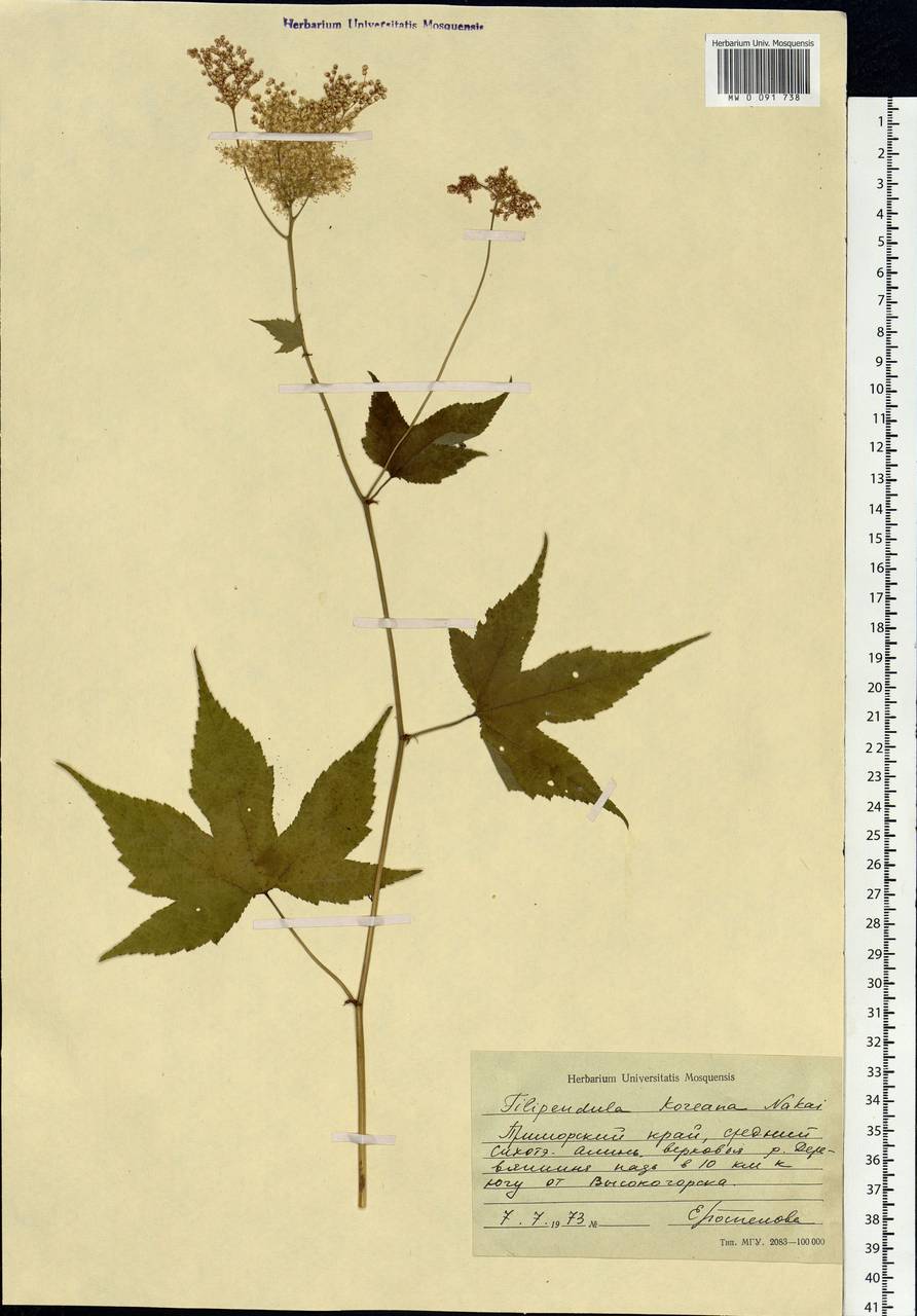 Filipendula glaberrima (Nakai) Nakai, Siberia, Russian Far East (S6) (Russia)