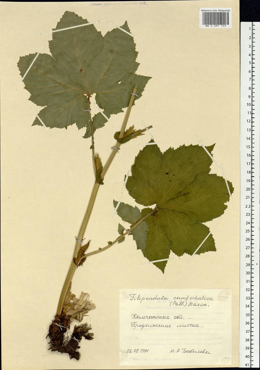 Filipendula camtschatica (Pall.) Maxim., Siberia, Chukotka & Kamchatka (S7) (Russia)